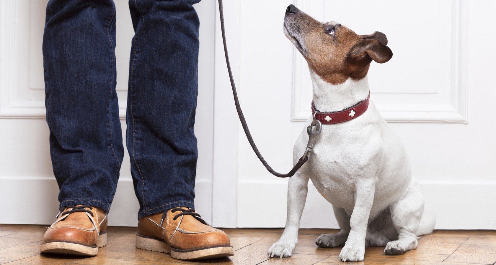 dog on a leash looking up at its owner